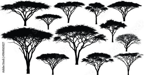 Silhouette acacia trees scattered savanna landscape biodiversity natural scenery ecology environment vector illustration design artwork concept