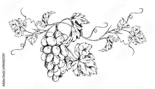 Organic grapevine composition of grape clusters, leaves and curling tendrils. Isolated botanical ink vector illustration. Hand drawn for vineyard promotion, wine labels, posters, packaging design.