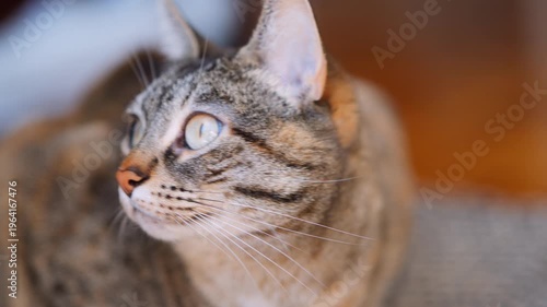 Close-Up Portrait of a Tabby Cat With Bright Blue Eyes and Detailed Whiskers Indoors