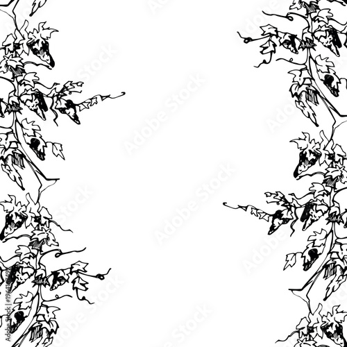 Botanical leafy grapevines with fruit clusters to harvest, twirling creepers. Seamless wine banner hand drawn in ink. Vector illustration. Packaging trims, travel guides and vineyard maps, upholstery