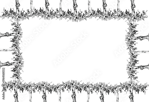 Vineyard scene, row of grapevines on old twisted trunk, leafy foliage, ripe grape clusters, young creepers. Rustic frame isolated ink vector illustration. Winery decor, bottle labels, menu layouts.