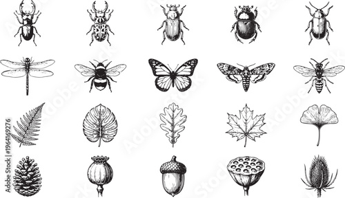 An elegant collection of intricate hand-drawn insect, leaf, and plant illustrations in detailed black and white, perfect for adding a touch of natural artistry to any project.
