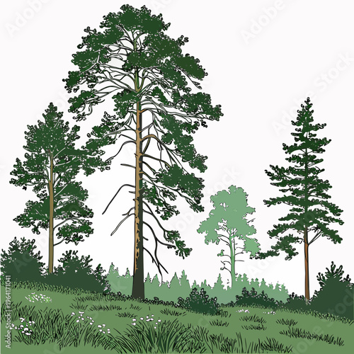 Illustration of a serene forest landscape with trees and grassy field