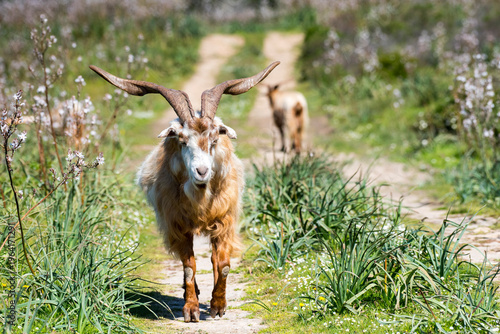 Capra selvatica di Caprera, Sardegna