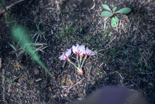 地面に落ちた桜のつぼみ