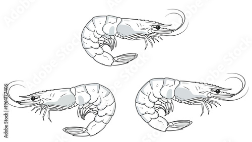 Three Stylized Shrimp Illustrations. Graphic vector art of prawns for seafood design, menus, and culinary concepts.