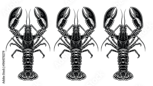 Three detailed lobsters in vintage engraving style, black and white marine crustacean illustration, seafood art