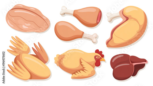 Assorted cartoon illustrations of different types of poultry meat Vector