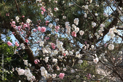 神奈川県松田町寄（ﾔﾄﾞﾘｷ）の風景。八重咲の源平桜。