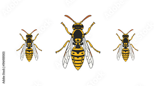 Three yellow and black striped wasp illustrations of varying sizes, isolated on a white background. Detailed insect vector art.