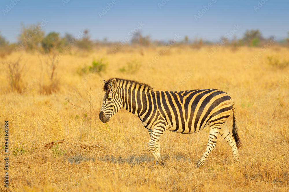 Naklejka premium Plains Zebra (Equus quagga) walking on savanna at sunrise, Kruger National Park, Mpumalanga, South Africa.
