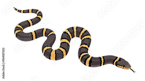 Detailed illustration of a vibrant black and yellow striped snake, showcasing its unique pattern and reptilian characteristics on a white background.