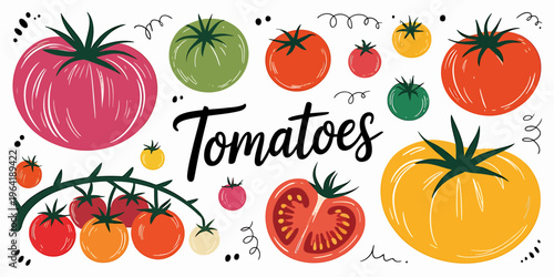 Colorful illustration of various tomatoes and tomato plant on white background
