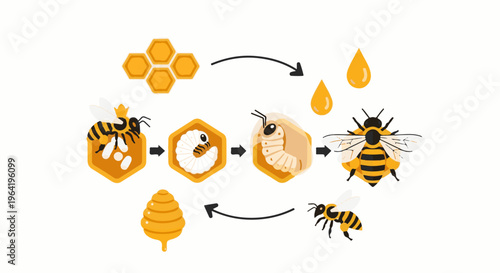 Bee life cycle stages egg, larva, pupa, and adult bee