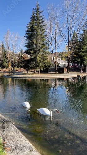 Two white swans dipping their heads to eat in a tranquil lake in Osseja, Pyrenees, France