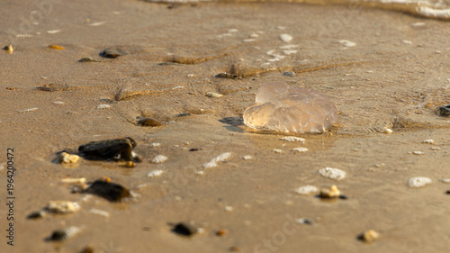 Billede på lærred A jellyfish washed up on a sandy shore