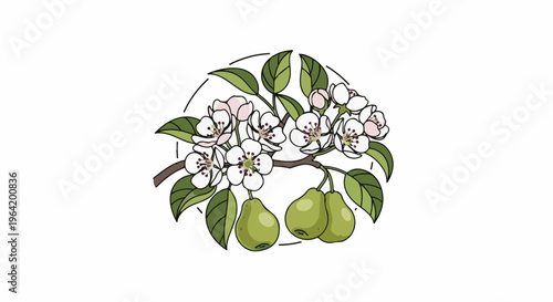 Delicate illustration of a branch with blooming white flowers and green pears