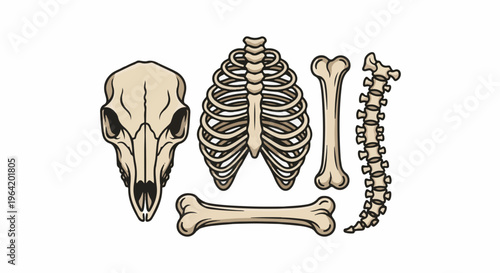 Various skeletal elements including a skull, rib cage, and bones