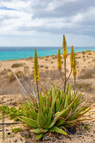 Aloe Vera Plant with Yellow Flowers on Coastal Dunes by the Ocean