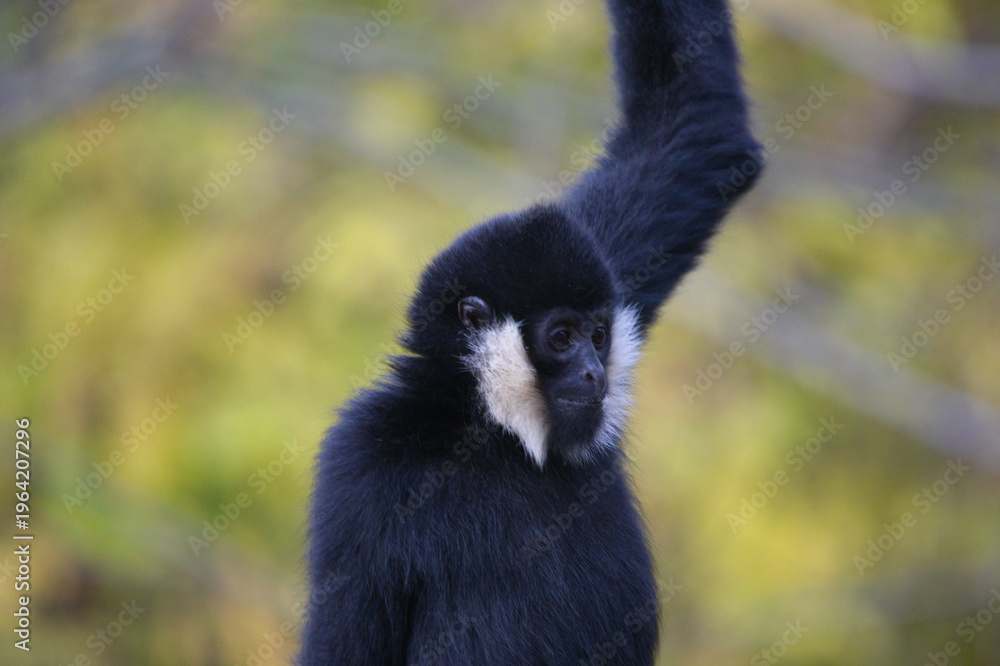 Obraz premium White Cheeked Gibbon in Nature