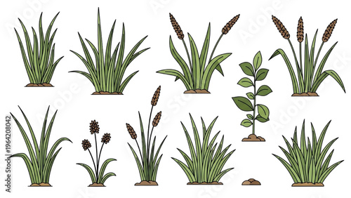 Vector illustration of various cattail plants in a vector CAD design style