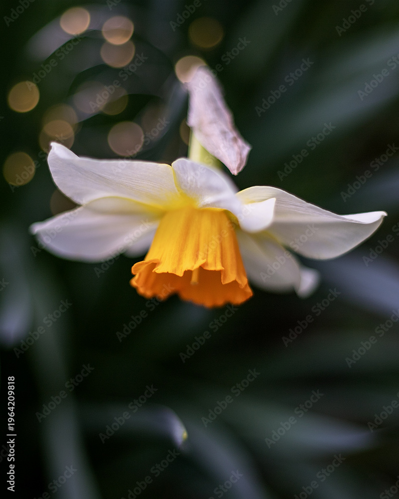 Fototapeta premium fiori primaverili, gelsomino