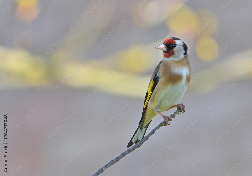 Fototapeta premium Goldfinch bird sitting on tree branch out of focus background
