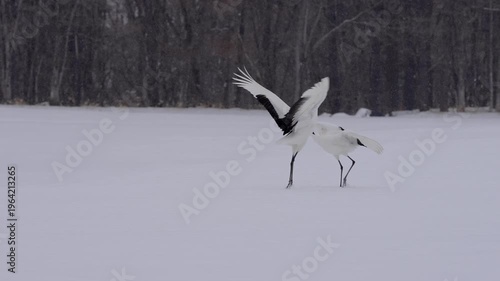 Endangered red crowned crane mating ritual dancing in slow motion in snowing field
