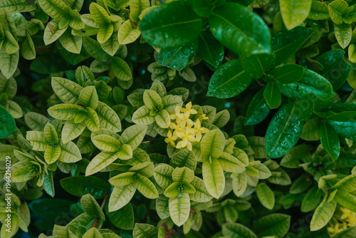 Green and yellow leaves after being hit by rain