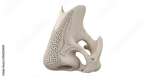Detailed view of a human sphenoid bone from a lateral perspective isolated on transparent background