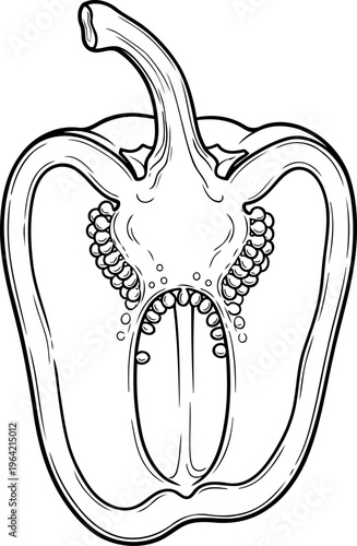 Bell pepper half showing internal seeds clear line drawing