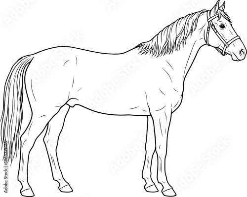 Horse with bridle standing in minimalist line art style