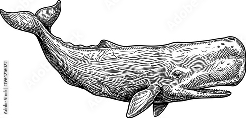 Sperm whale swimming in deep ocean engraving