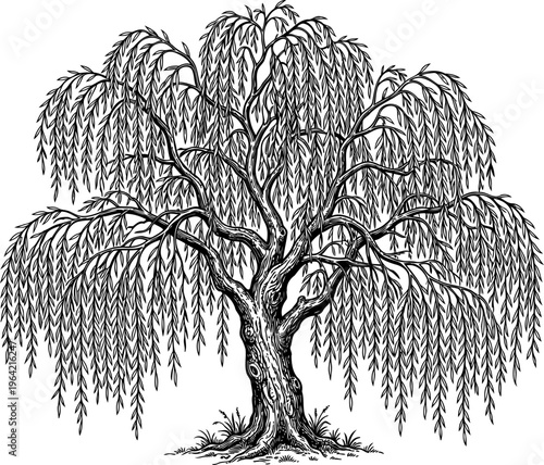 Weeping willow tree with long drooping branches near water