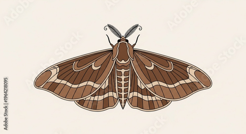 Brown moth with white markings on wings spread wide on beige background