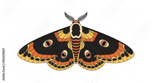 Vibrant emperor moth with striking black orange and yellow wings spread wide on white background