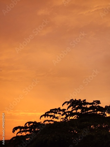 A tree silhouette at sunset