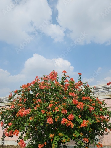 Vibrant Orange Bougainvillea flowers in full bloom against a clear blue sky with white clouds in a garden setting