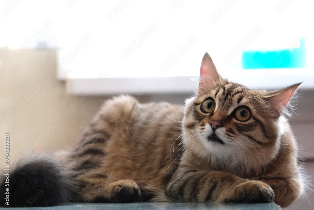 Фотография Cat on the table
