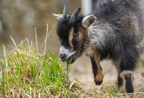 Photos Cute Pygmy Goat Grazing Close Up