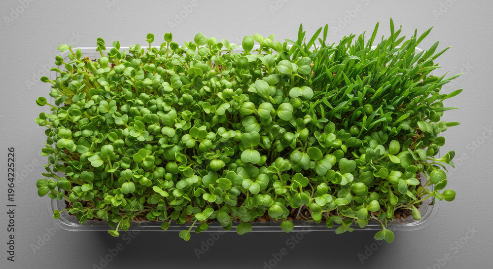 Obraz premium A vibrant and healthy microgreen crop in a clear container