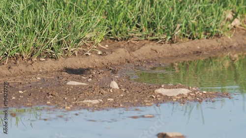 Barn Swallow collecting clay and mud for nest, Hirundo rustica
