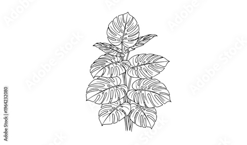 Monstera Deliciosa Line Art Botanical Vector Illustration Tropical Leaf Plant Outline Isolated