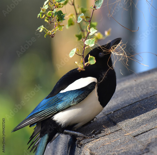 Magpie building its nest