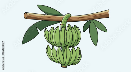 Two bunches of unripe green bananas hang from a thick branch