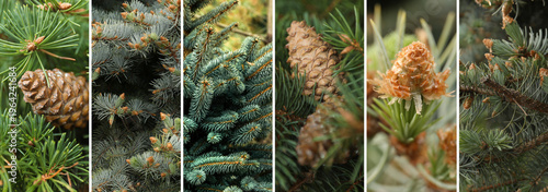 Coniferous tree branches with cones, closeup. Collage