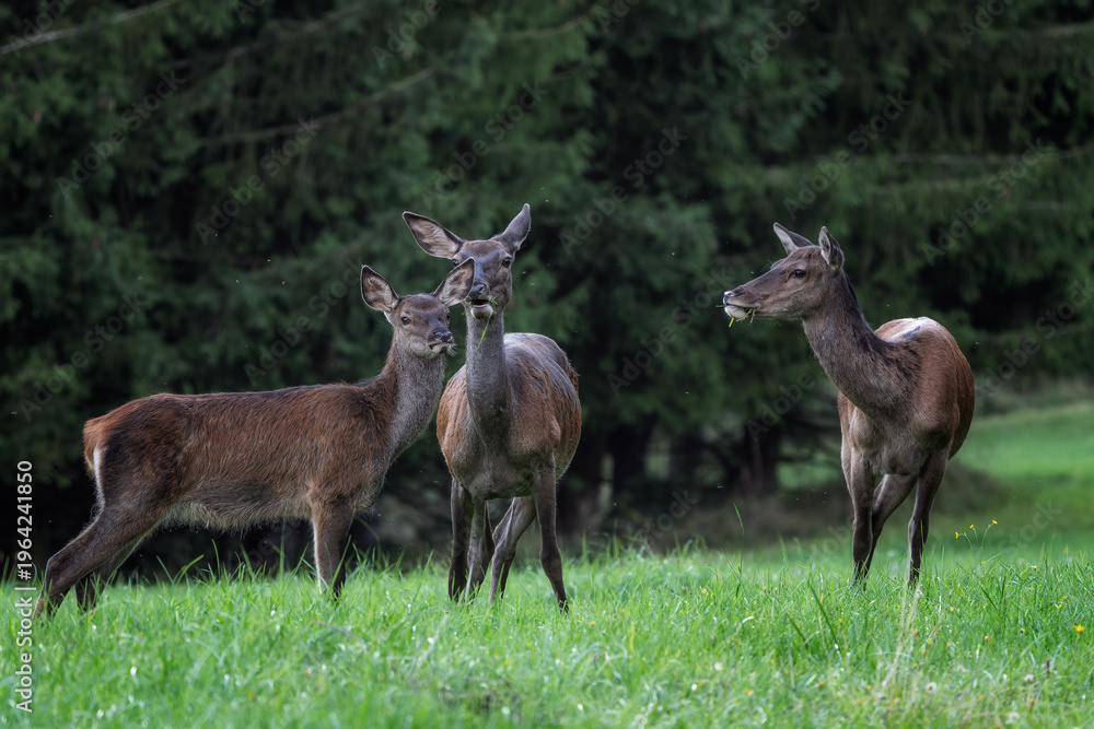 Fototapeta premium Red Deer - Cervus elaphus, large beautiful iconic animal from European forests and meadows, White Carpathians, Slovakia.