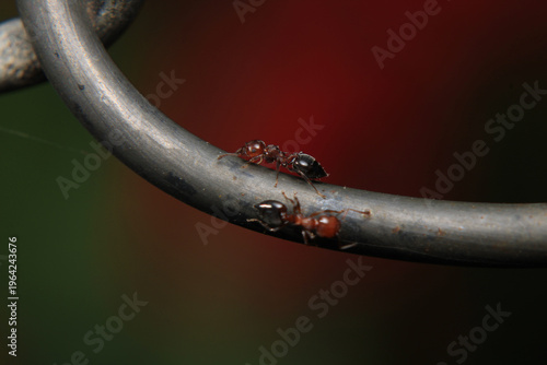 Black carpenter ant macro photo	