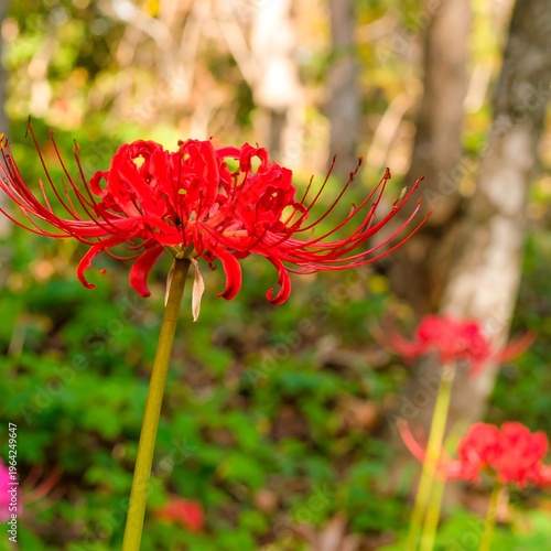 Red Spider Lily in Bloom - A Close-Up View.