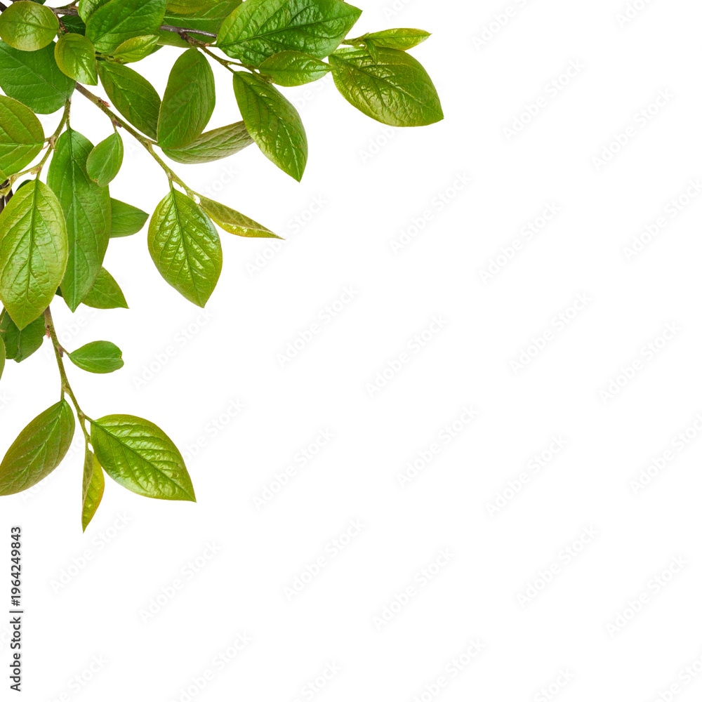 Naklejka premium Spring twigs with early green leaves in a corner arrangement isolated on white or transparent background